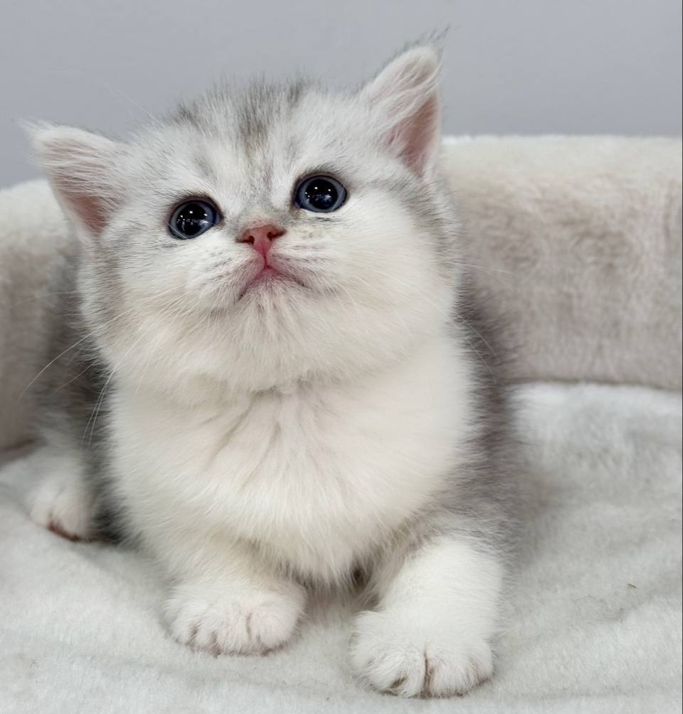 files/eytjojupqcatvvffksrq1736444720825.JPG