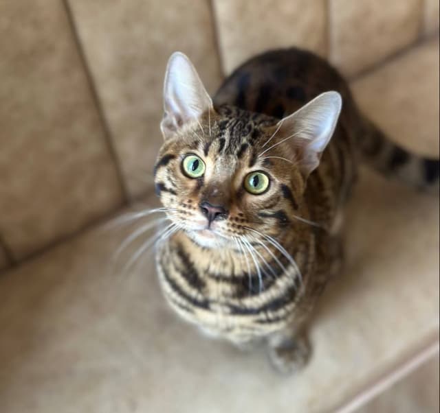 Bengal mushugi – 11 oylik erkak, sog‘lom va emlangan