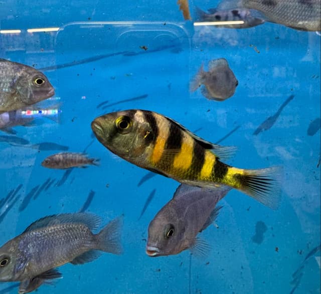 Xaploxromis yo‘lbarsi